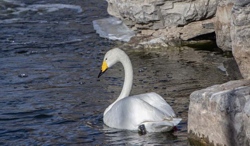 Conjunto Alfaiataria Duas Peças Calça e Colete - Ava
