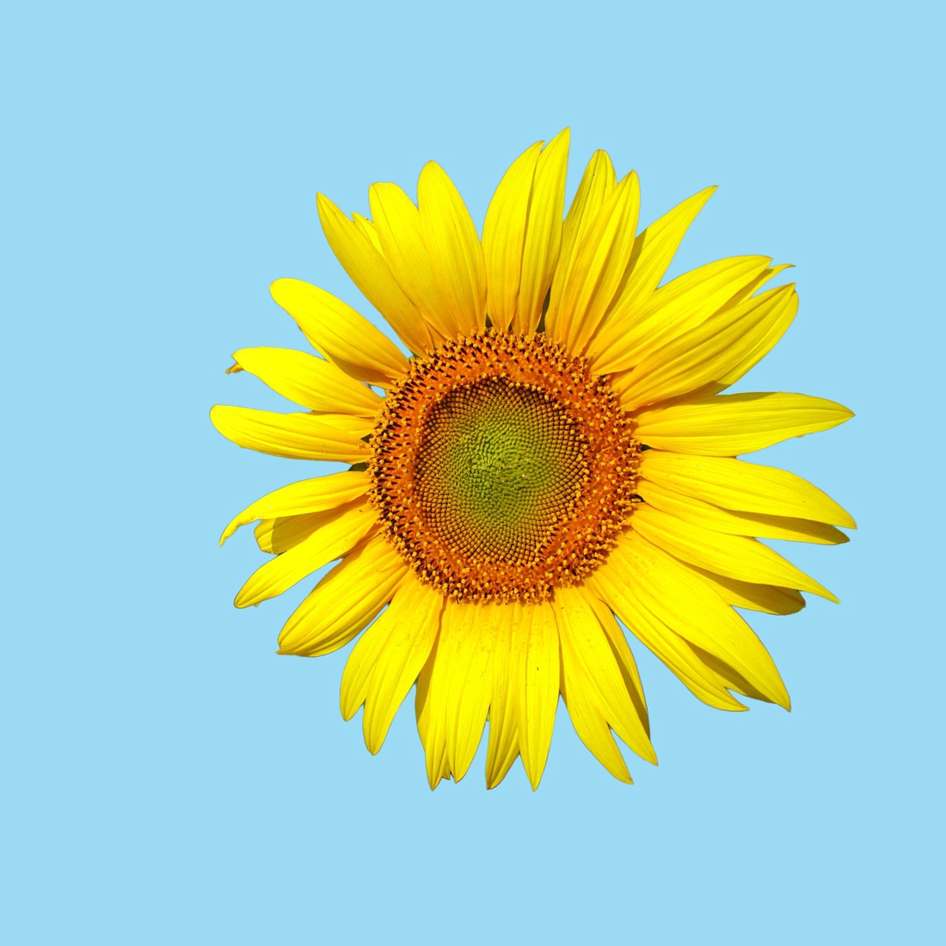 Biquíni Estampa Floral com Argolas - Bahamas