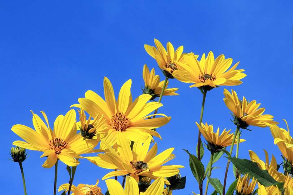 Calça Jeans Feminino Modelagem Confort - Mayfair